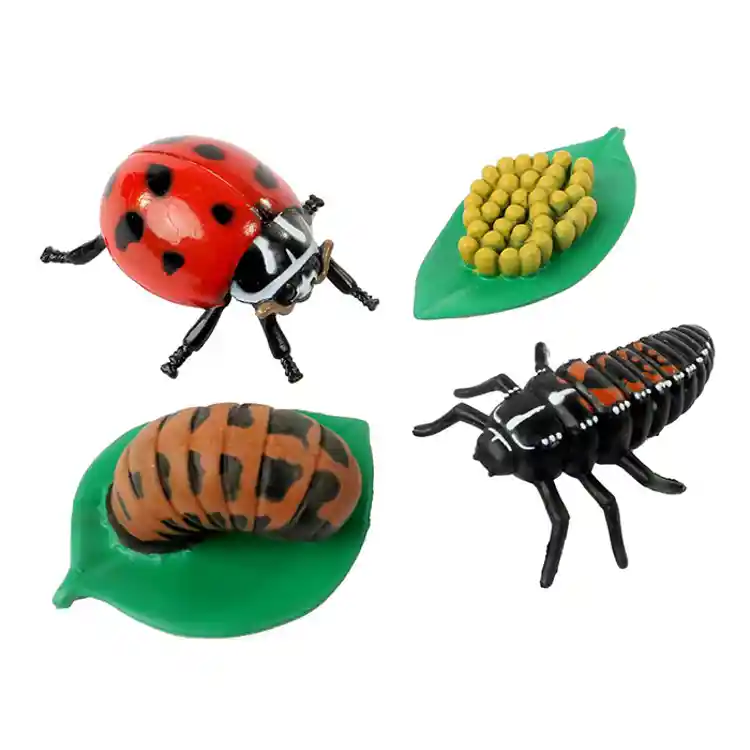 Life Cycle Figurines Classroom Set
