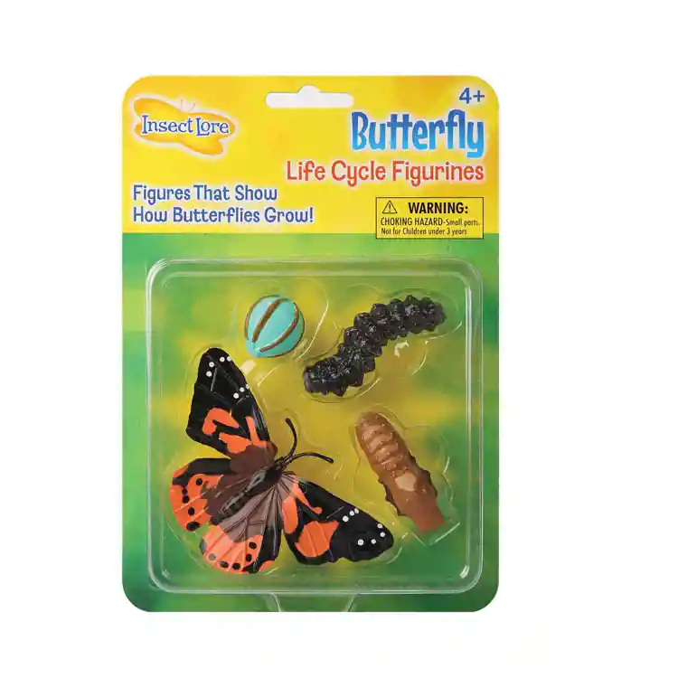 Butterfly Life Cycle Stages